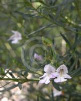 Prostanthera linearis