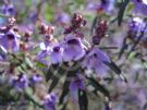 Prostanthera ovalifolia