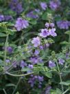 Prostanthera rotundifolia