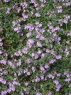 Prostanthera rotundifolia