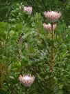 Protea cynaroides