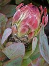 Protea eximia