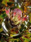 Protea eximia