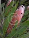 Protea neriifolia