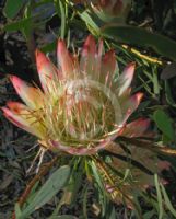 Protea repens