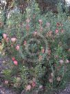 Protea repens