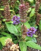 Prunella vulgaris