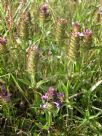 Prunella vulgaris