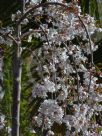 Prunus subhirtella Falling Snow