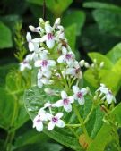 Pseuderanthemum carruthersii Reticulatum