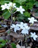 Pseuderanthemum variabile