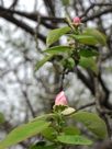 Chaenomeles sinensis