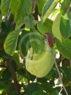 Chaenomeles sinensis