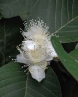 Psidium guajava