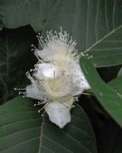 Psidium guajava