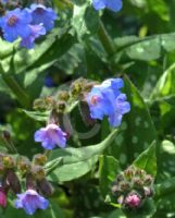 Pulmonaria officinalis