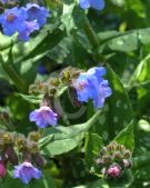 Pulmonaria officinalis