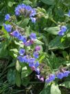 Pulmonaria officinalis