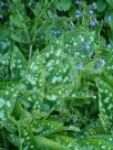 Pulmonaria officinalis