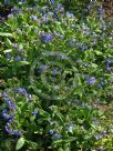 Pulmonaria officinalis