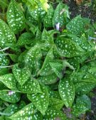 Pulmonaria saccharata