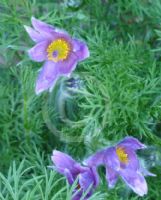 Pulsatilla vulgaris