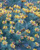 Pultenaea stipularis