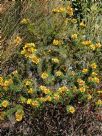 Pultenaea stipularis