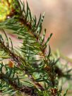 Pultenaea stipularis