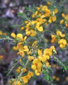 Pultenaea villosa