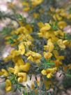 Pultenaea villosa