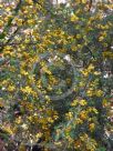 Pultenaea villosa