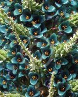 Puya berteroniana