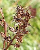 Puya mirabilis