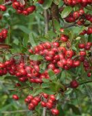 Pyracantha fortuneana