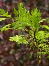 Quercus palustris