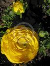 Ranunculus asiaticus