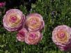 Ranunculus asiaticus