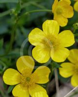 Ranunculus lappaceus