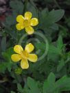 Ranunculus lappaceus