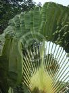 Ravenala madagascariensis