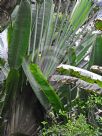 Ravenala madagascariensis