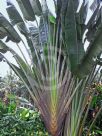 Ravenala madagascariensis