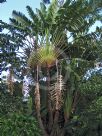 Ravenala madagascariensis