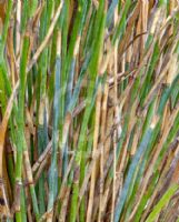 Eurychorda complanata