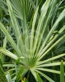 Rhapidophyllum hystrix