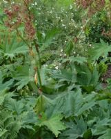 Rheum palmatum