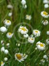 Rhodanthe anthemoides