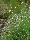 Rhodanthe anthemoides