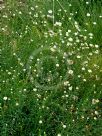 Rhodanthe anthemoides